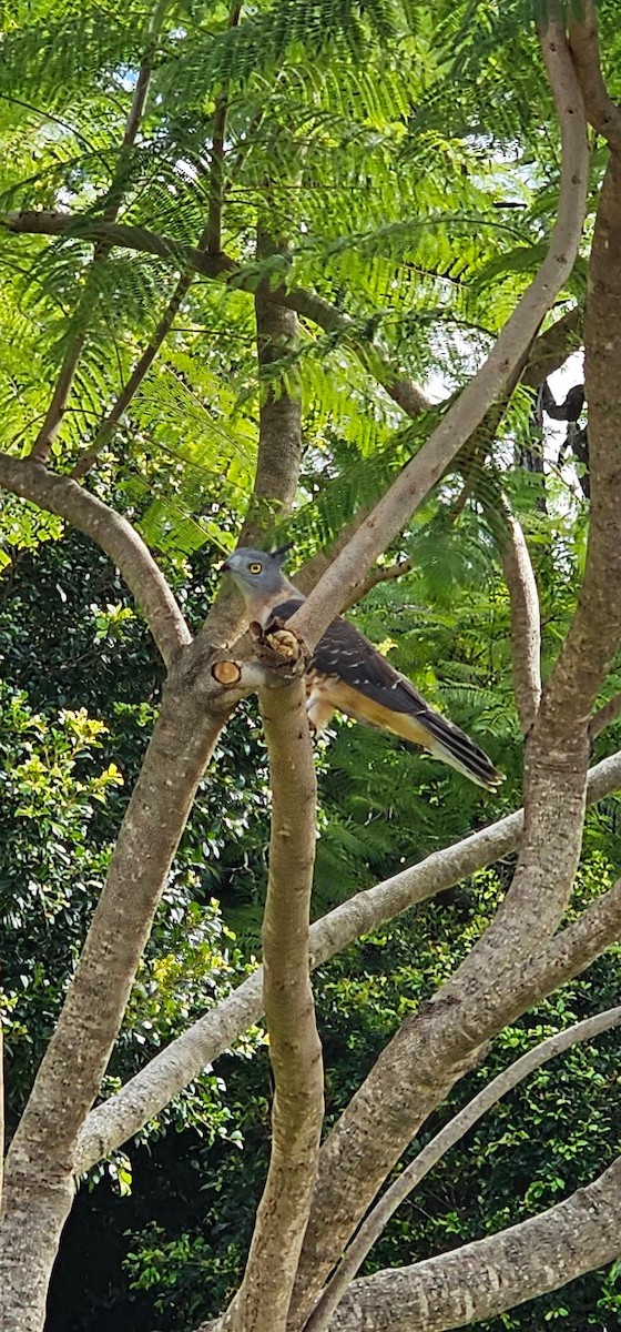 Хохлатая база - ML634822182