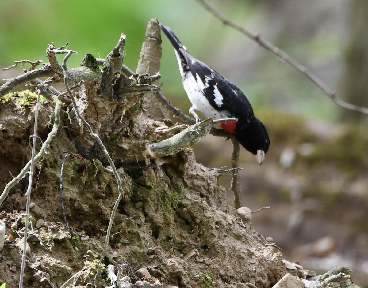 ムネアカイカル - ML634822212