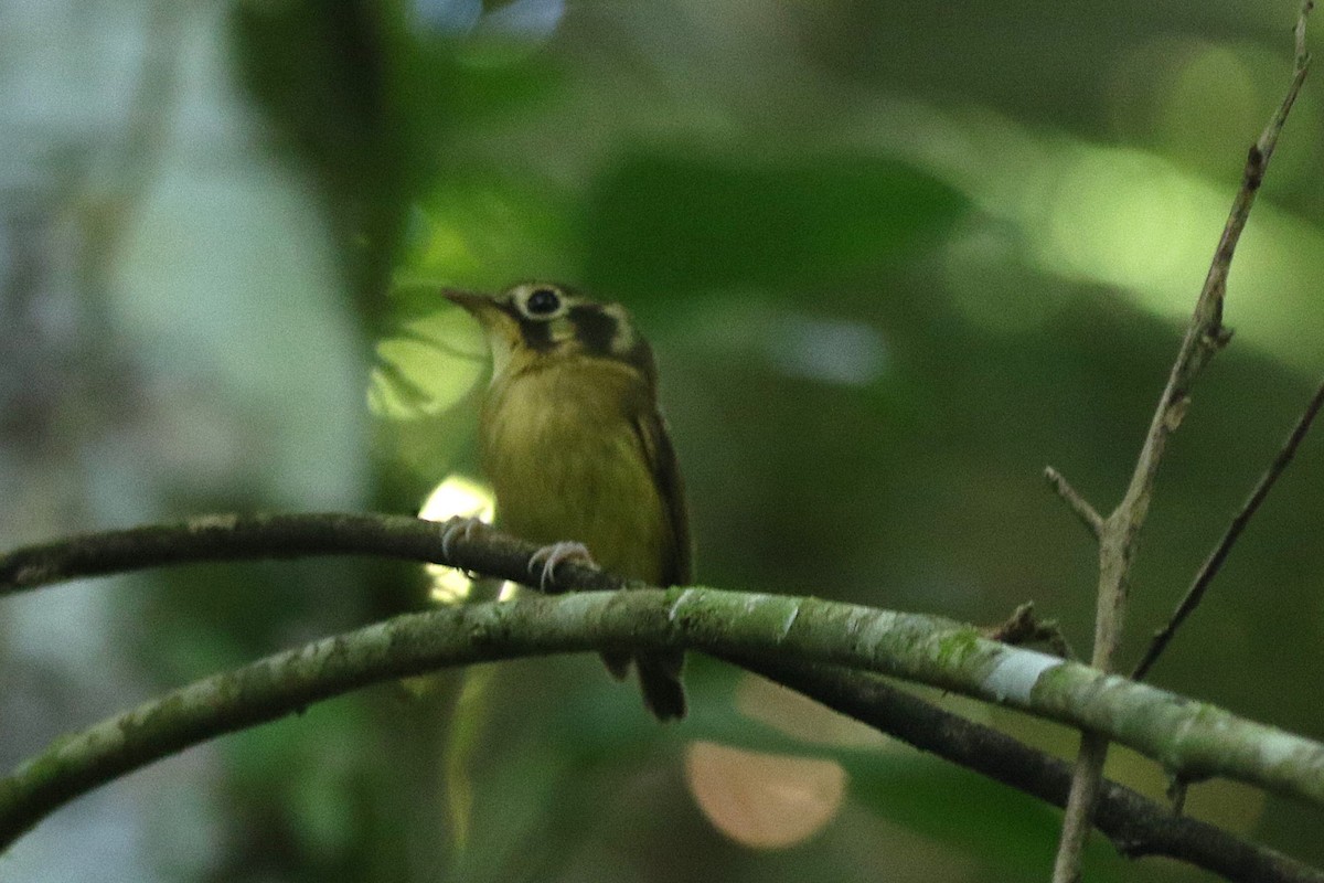 White-throated Spadebill - ML634822223