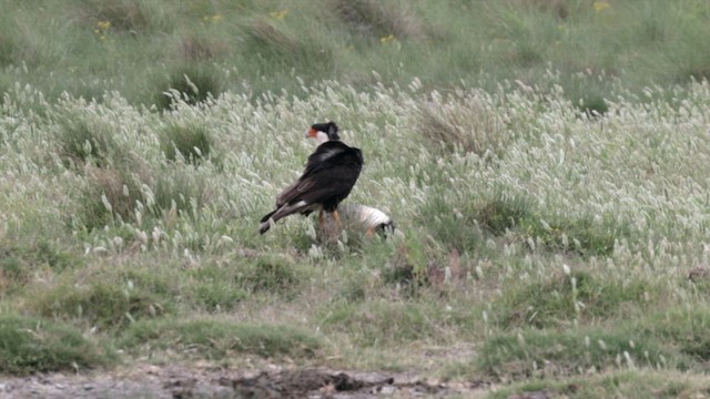 Crested Caracara (Northern) - ML634822257