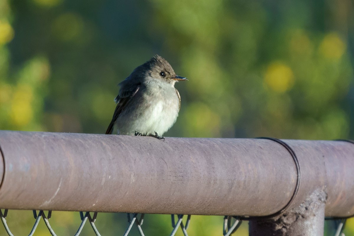 Western Wood-Pewee - ML634822260