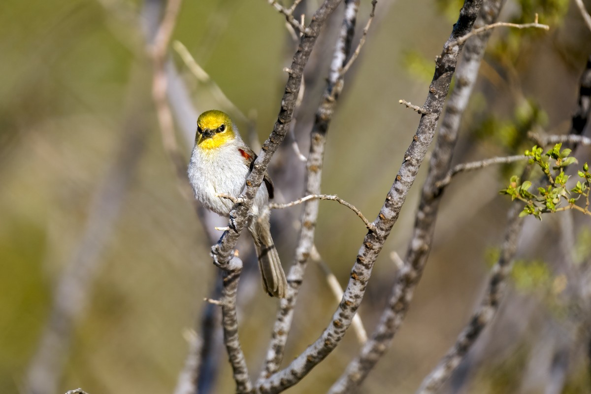 Verdin - ML634822269