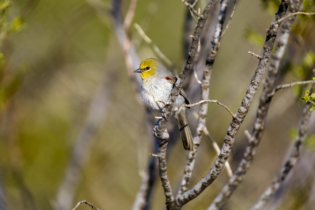 Verdin - ML634822270
