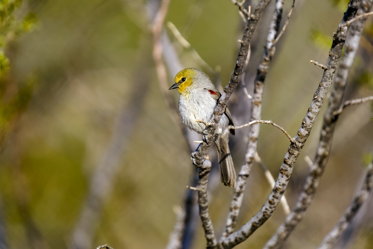 Verdin - ML634822271