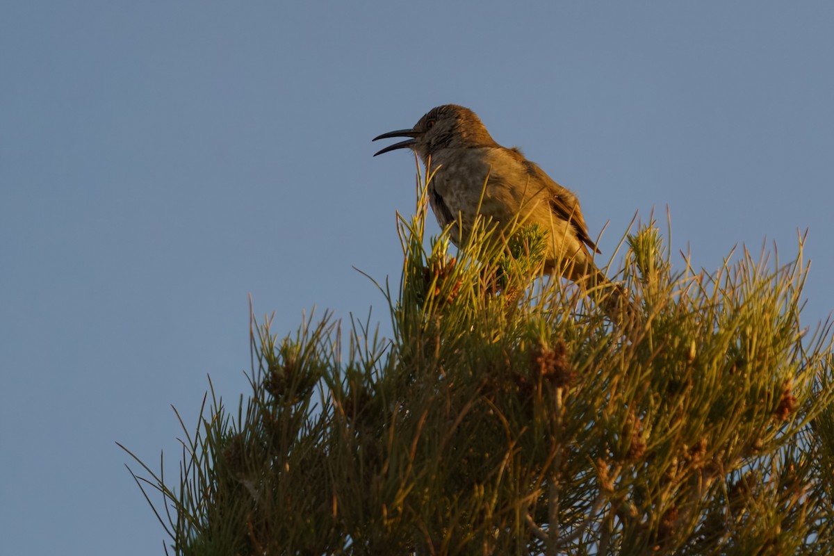 Curve-billed Thrasher - ML634822276