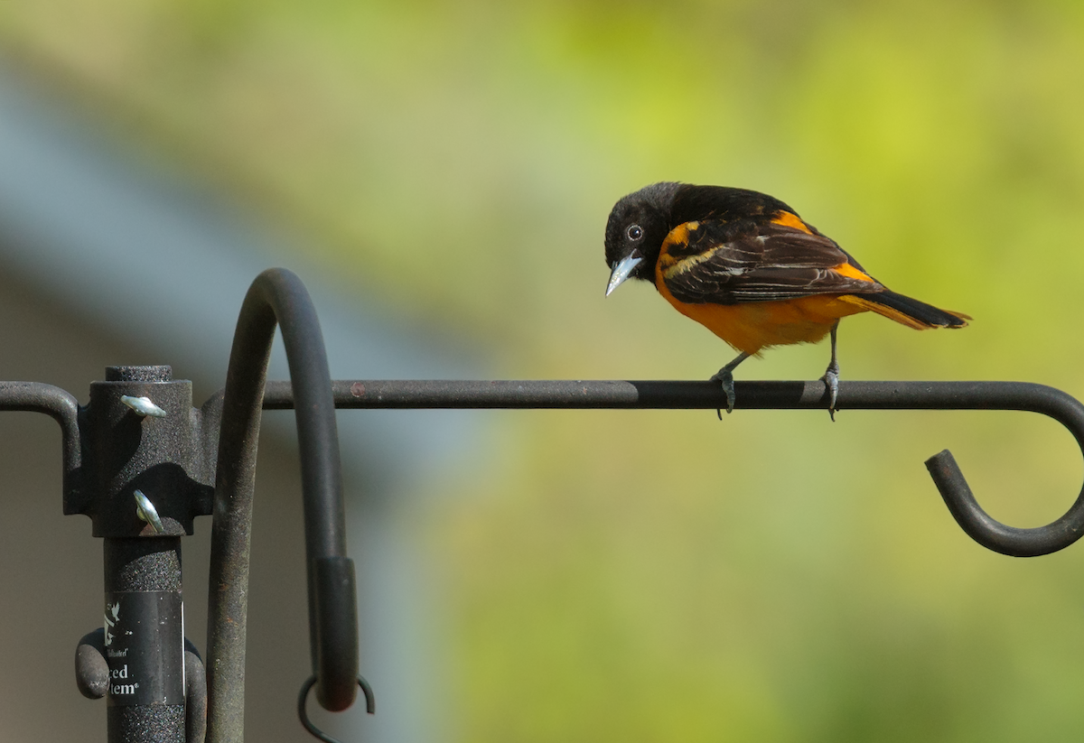 Baltimore Oriole - ML634822284