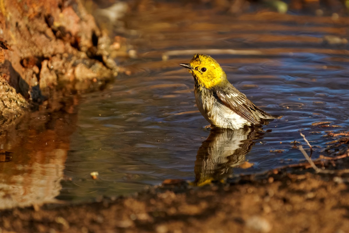 Hermit Warbler - ML634822291