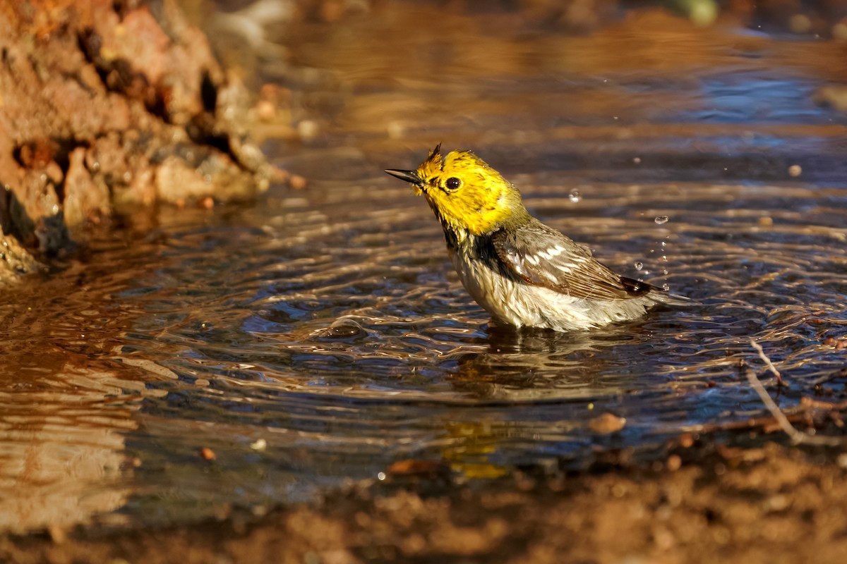 Hermit Warbler - ML634822292