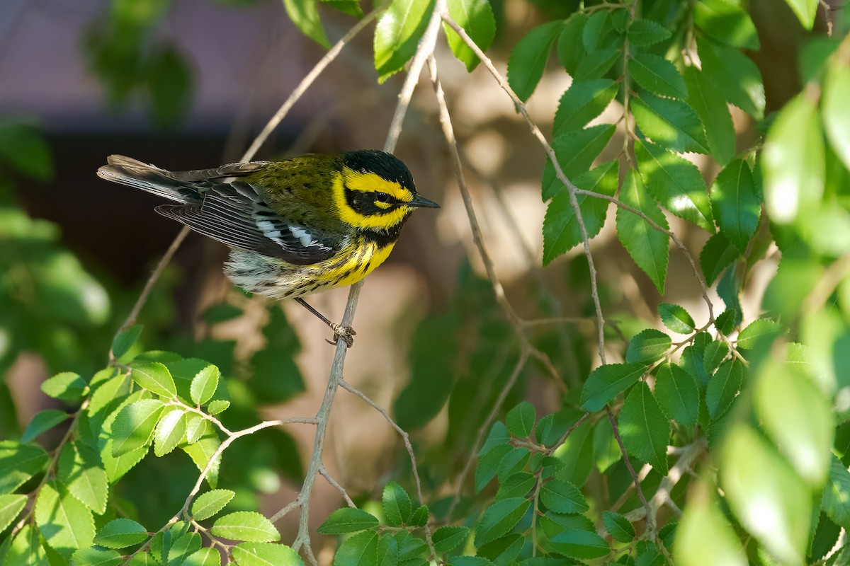 Townsend's Warbler - ML634822293