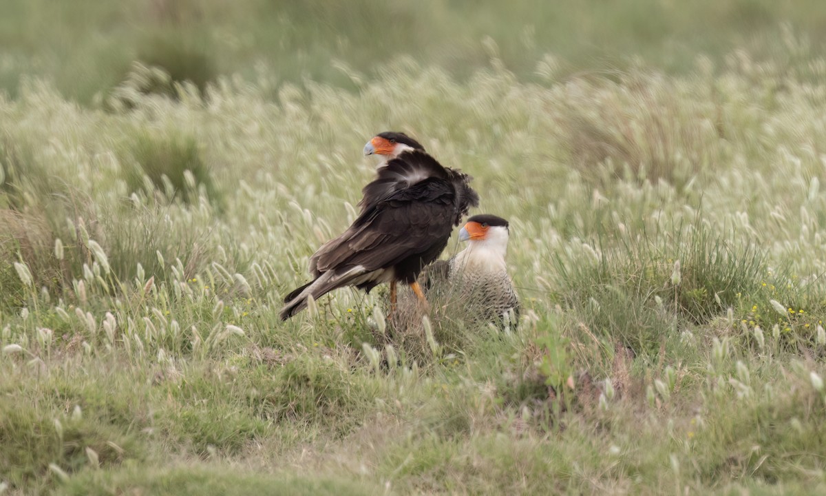 Crested Caracara (Northern) - ML634822342