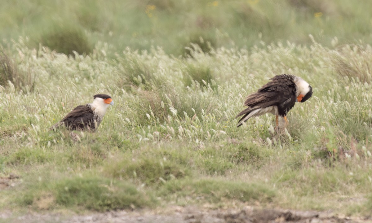 Crested Caracara (Northern) - ML634822343