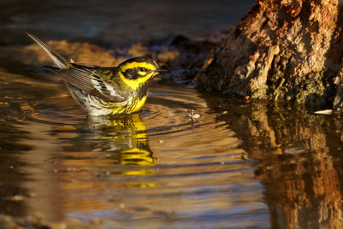 Townsend's Warbler - ML634822358