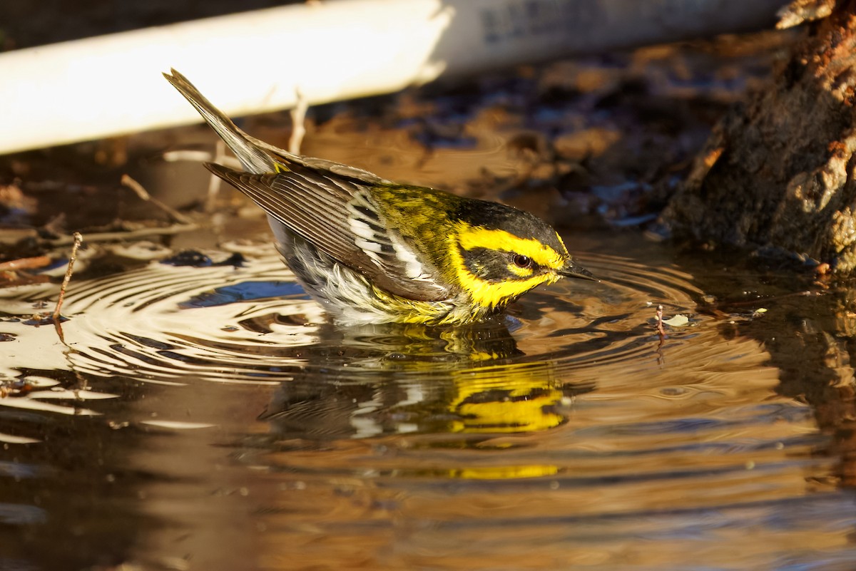 Townsend's Warbler - ML634822359