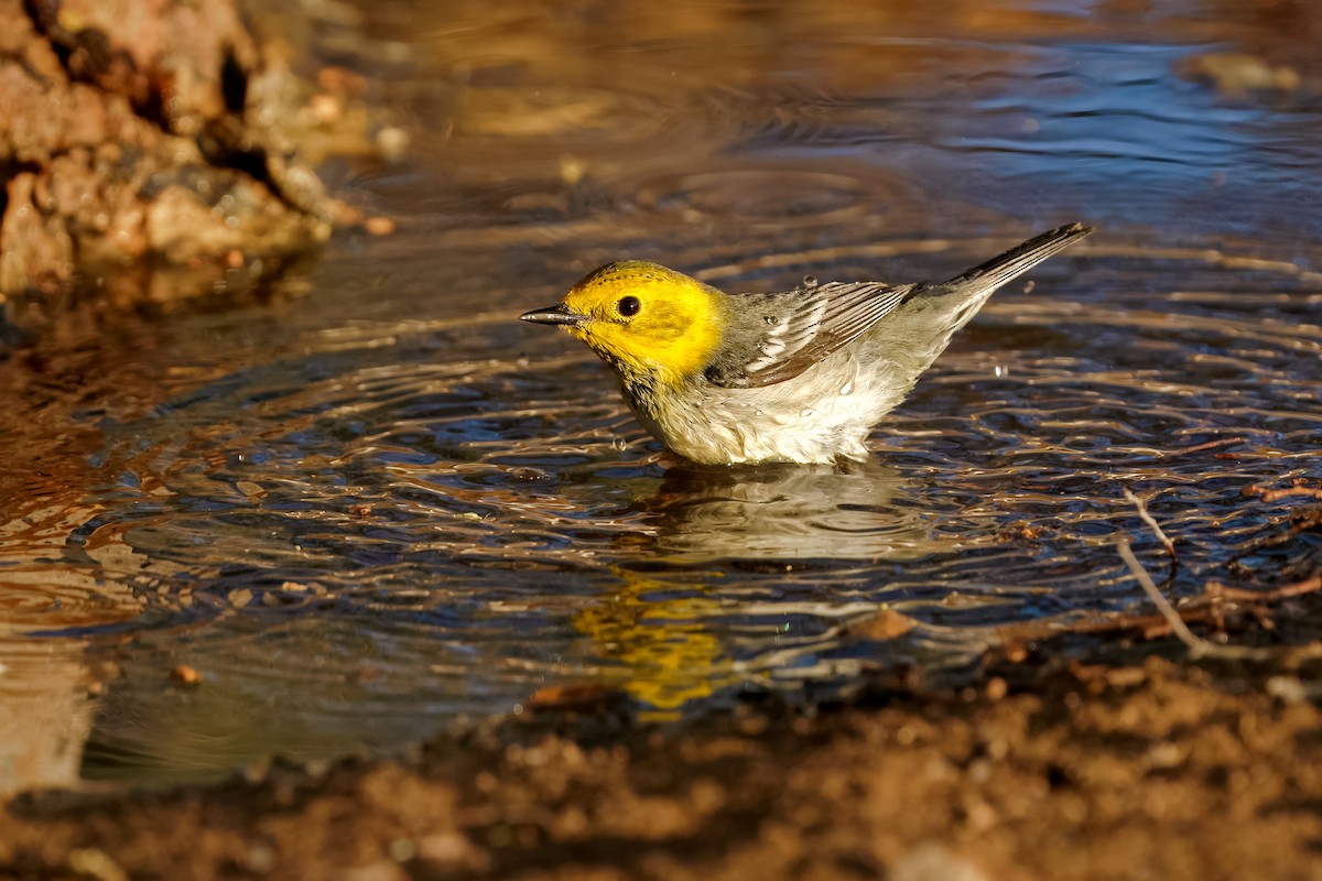 Hermit Warbler - ML634822371