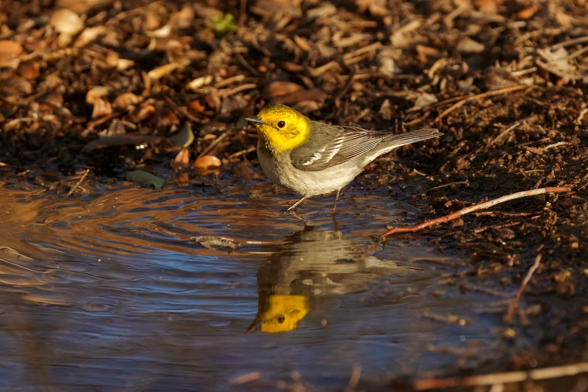 Hermit Warbler - ML634822372