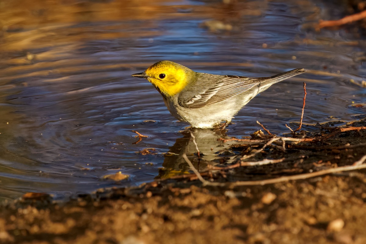 Hermit Warbler - ML634822373