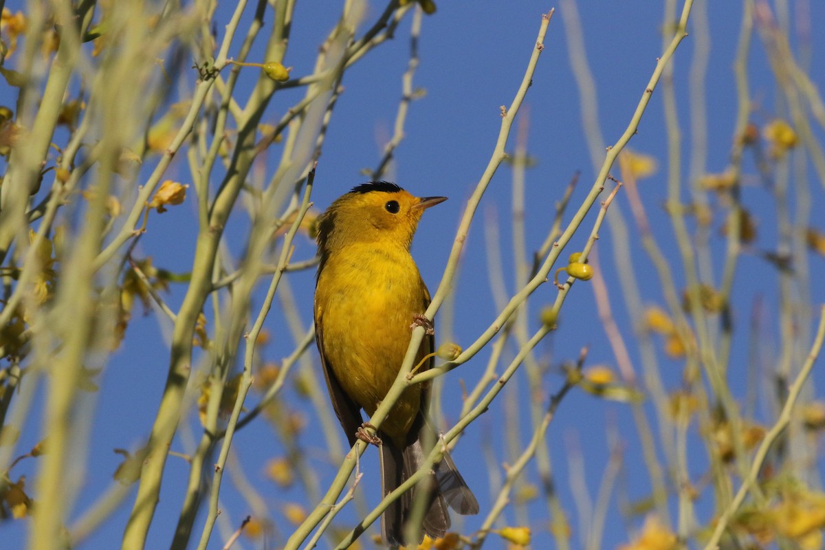ウィルソンアメリカムシクイ - ML634822383
