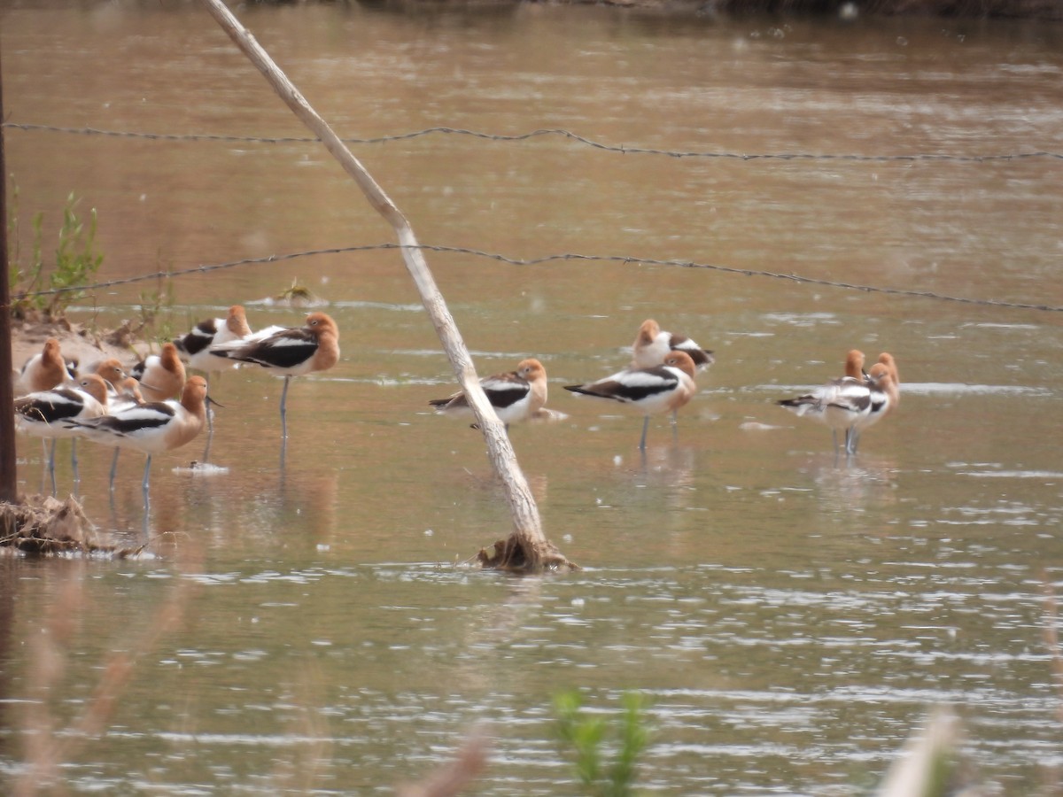 American Avocet - ML634822455