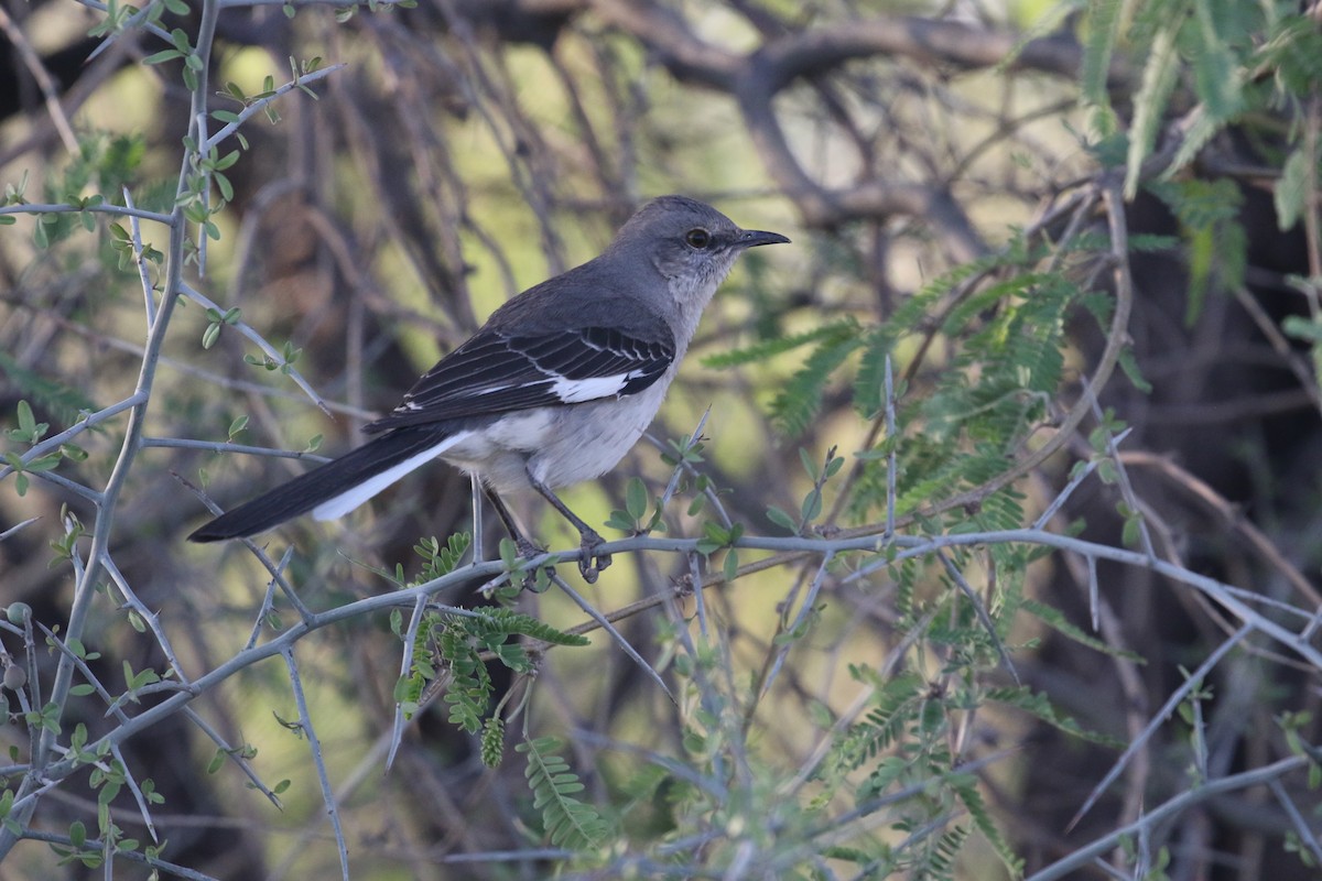 マネシツグミ - ML634822478