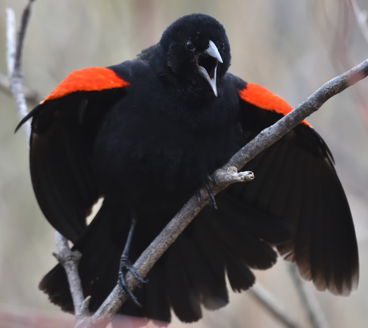 Red-winged Blackbird - ML634822525