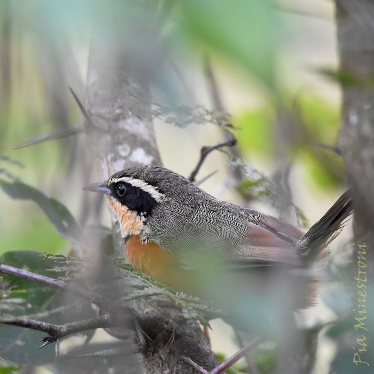 Olive-crowned Crescentchest - ML634822549