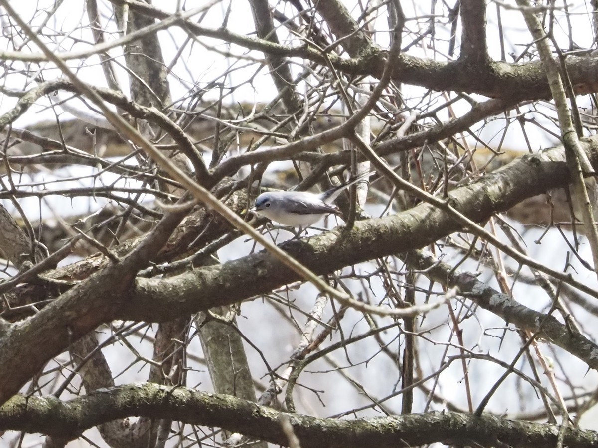 Blue-gray Gnatcatcher - ML634822563