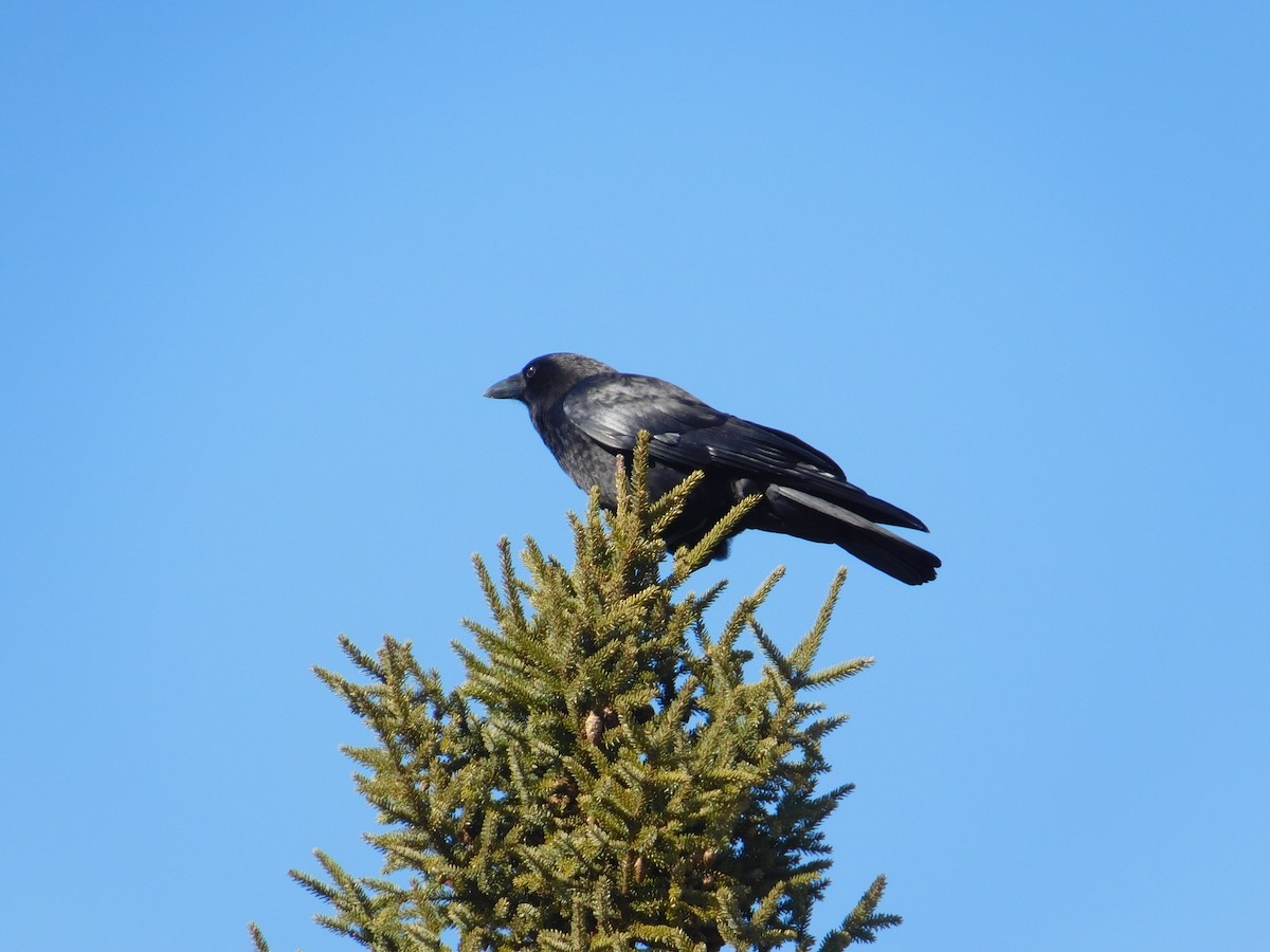 American Crow - ML634822565