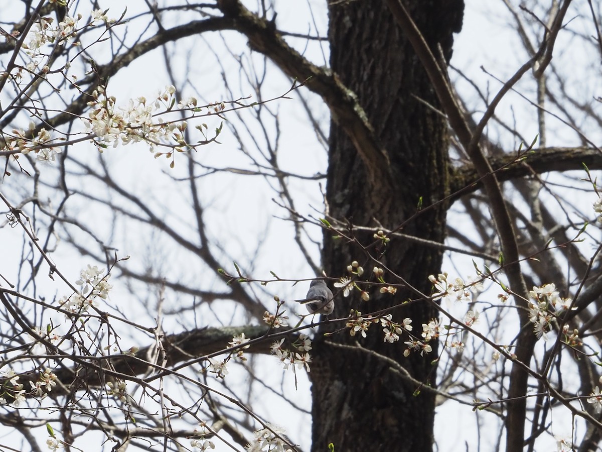 Blue-gray Gnatcatcher - ML634822566