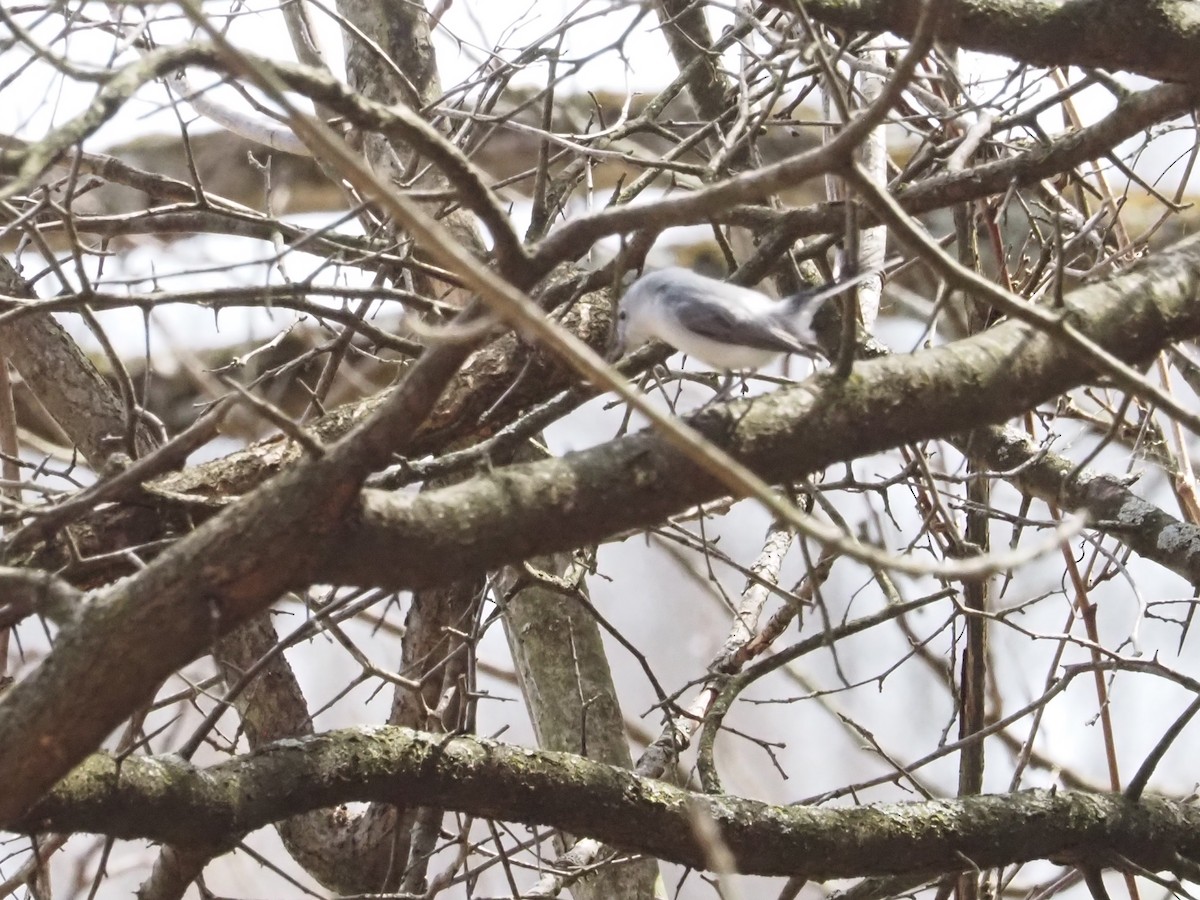 Blue-gray Gnatcatcher - ML634822567
