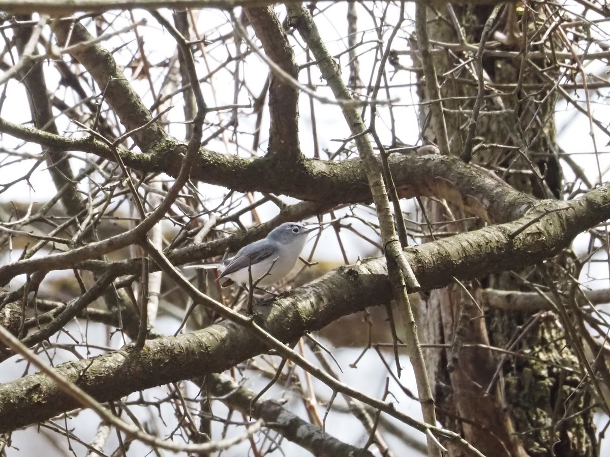 Blue-gray Gnatcatcher - ML634822568