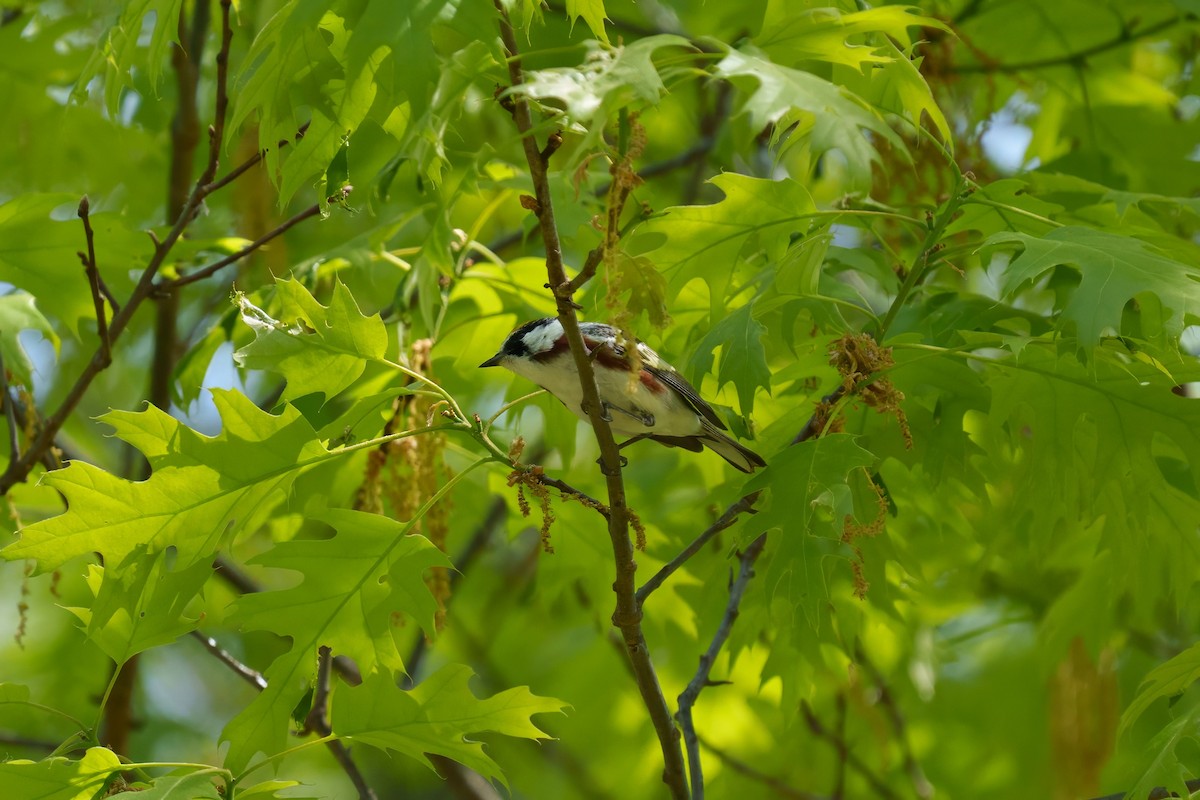 Chestnut-sided Warbler - ML634822621