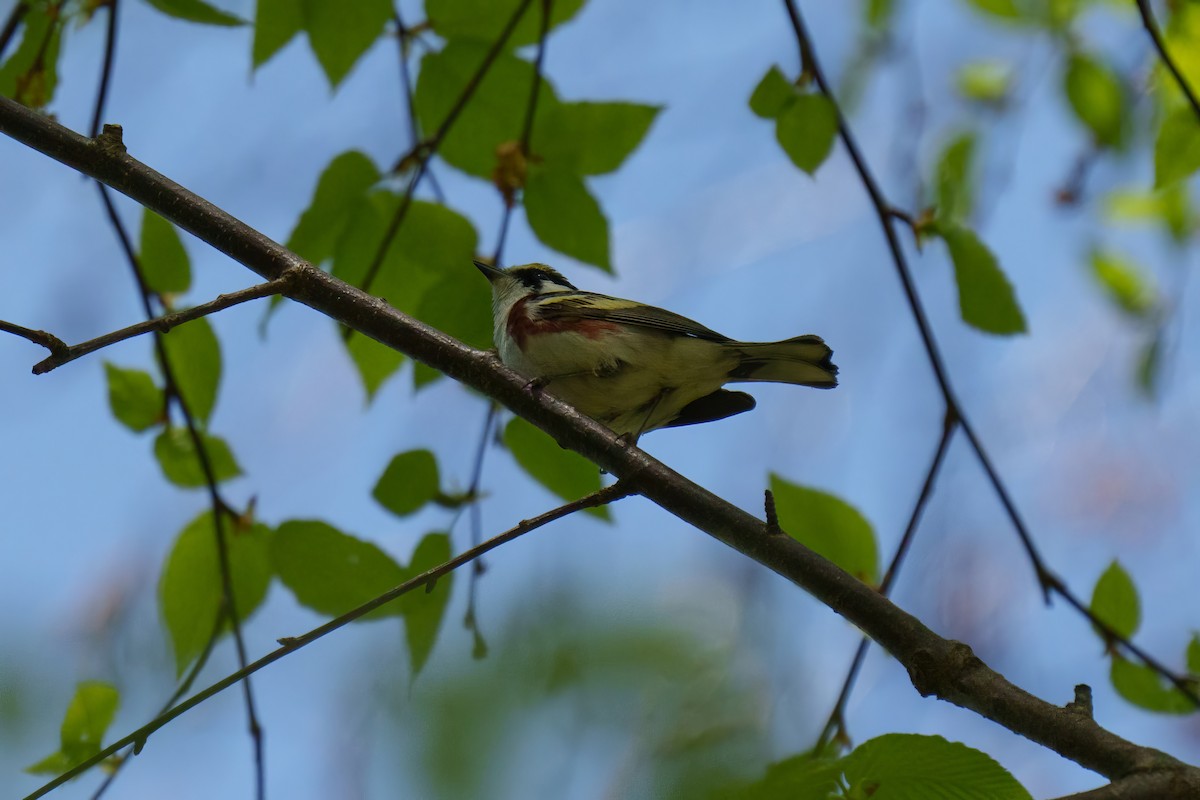 Chestnut-sided Warbler - ML634822623
