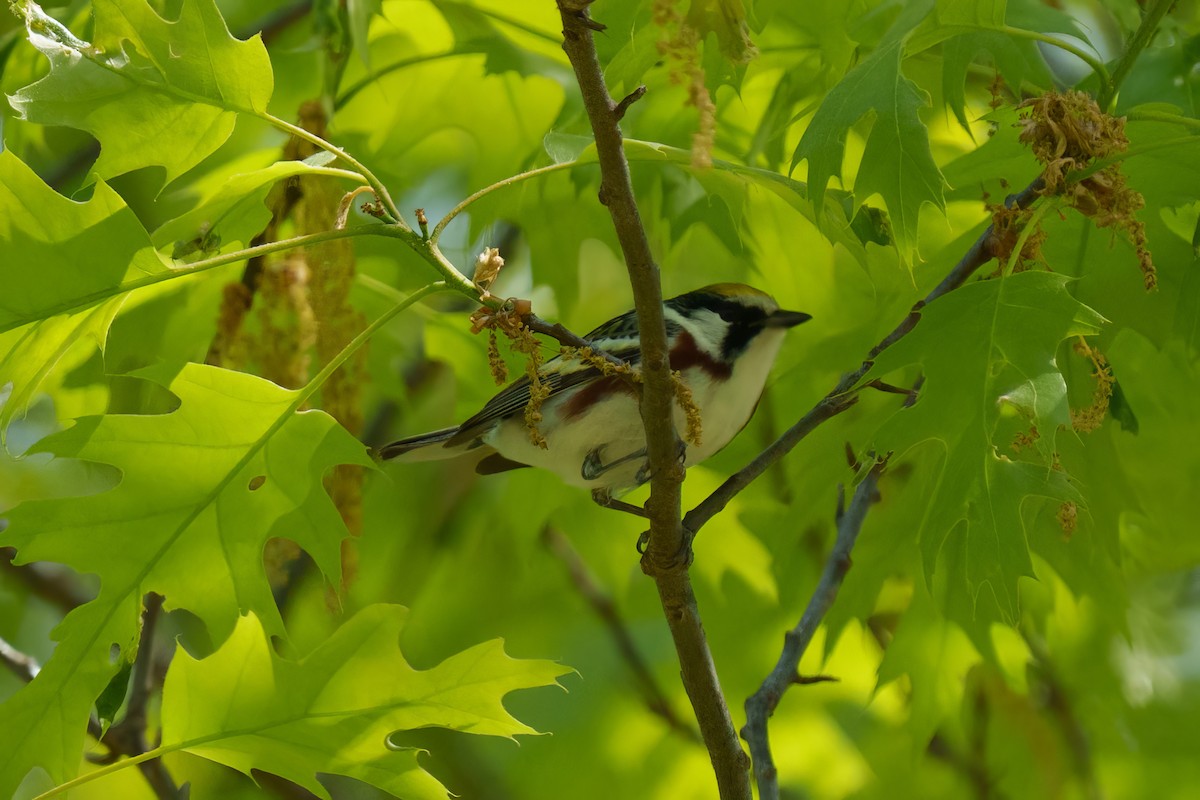 Chestnut-sided Warbler - ML634822624