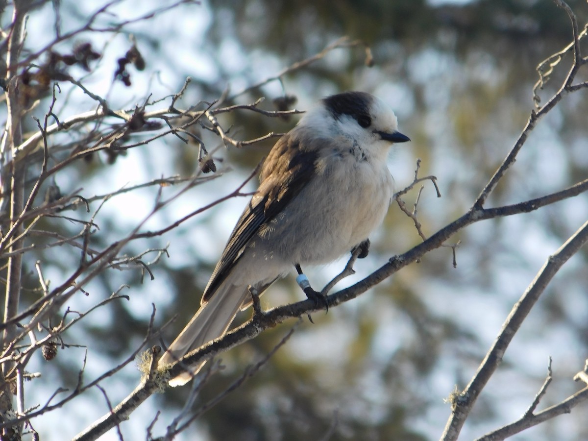 Canada Jay - ML634822639