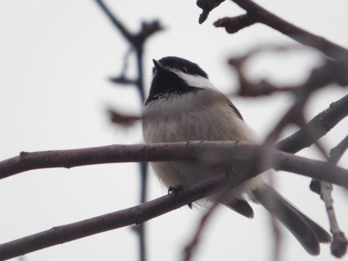 Black-capped Chickadee - ML634822660