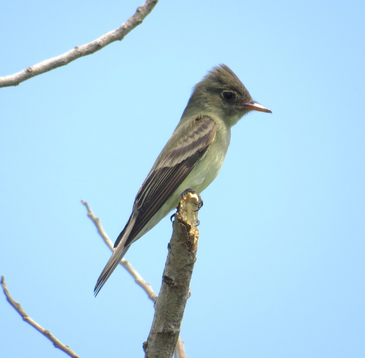 Eastern Wood-Pewee - ML634822718