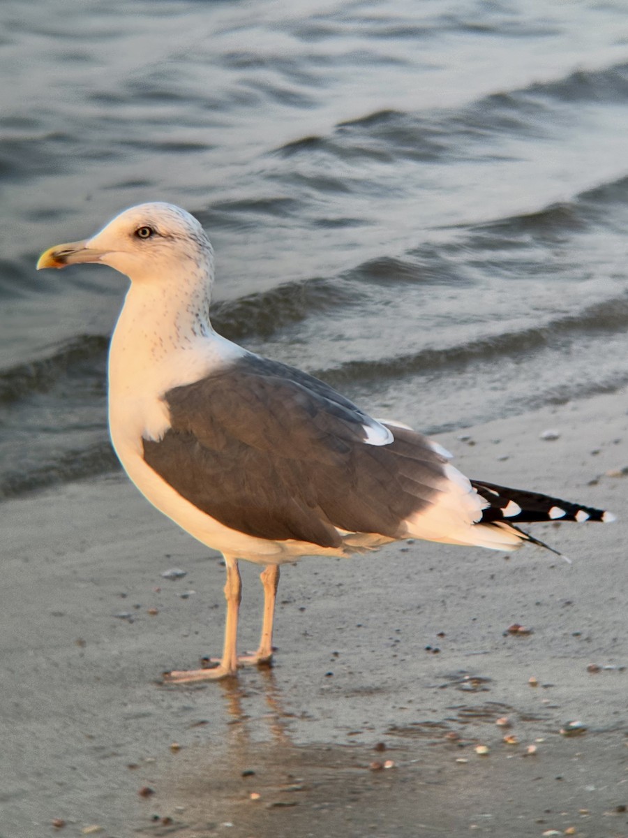 Lesser Black-backed Gull - ML634822743
