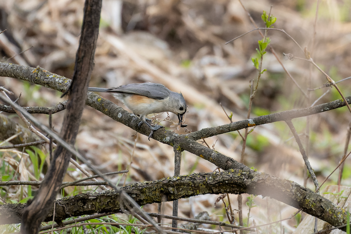 Tufted Titmouse - ML634822806