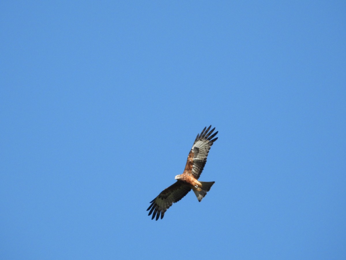Square-tailed Kite - ML634822845
