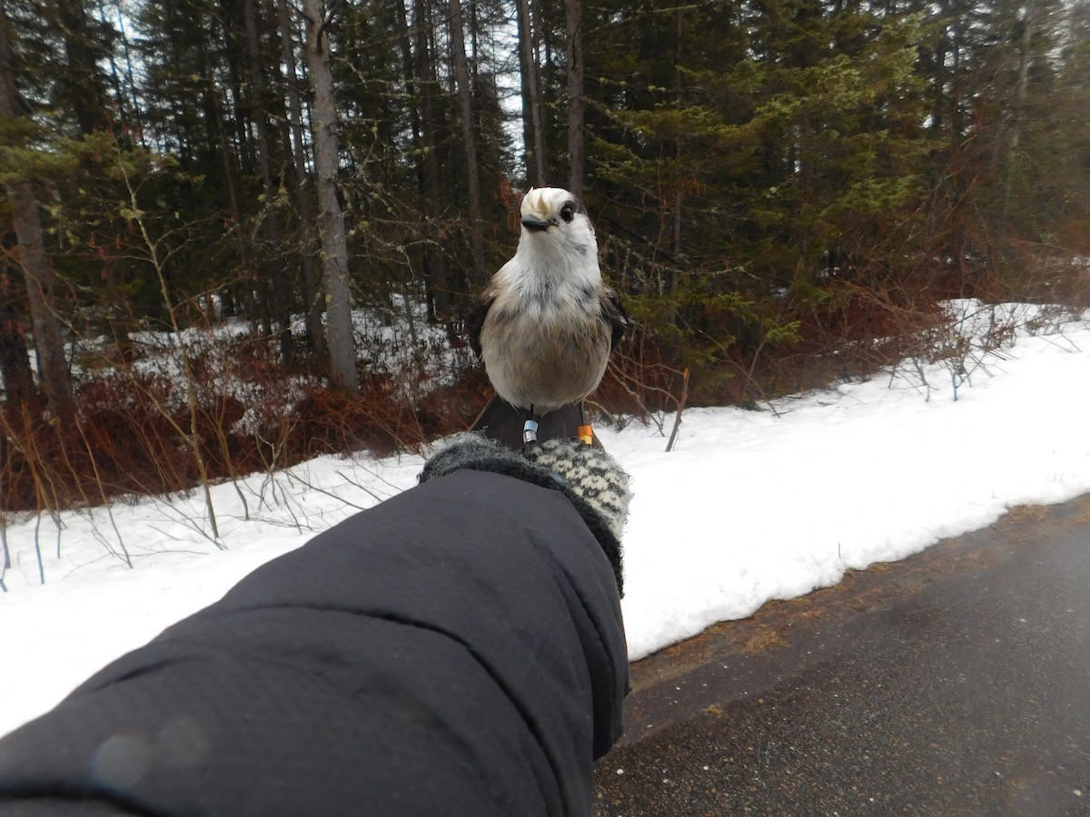 Canada Jay - ML634822923