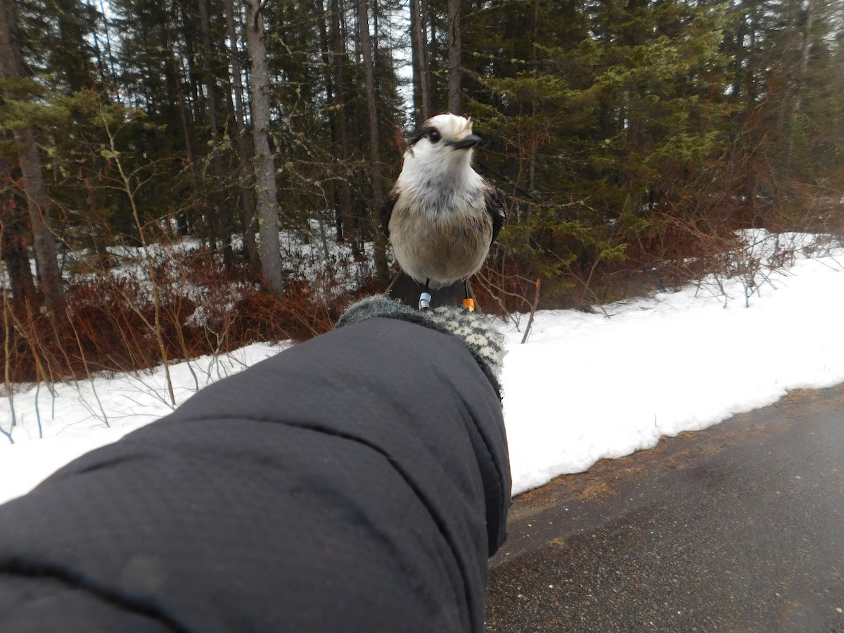 Canada Jay - ML634822929