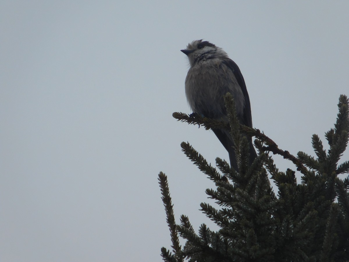 Canada Jay - ML634822953