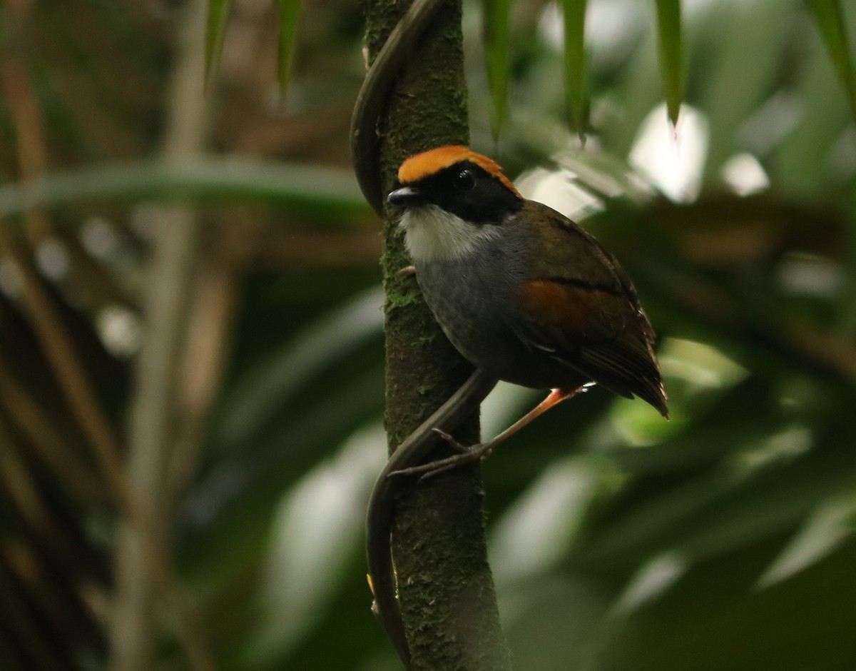 Black-cheeked Gnateater - ML634823028