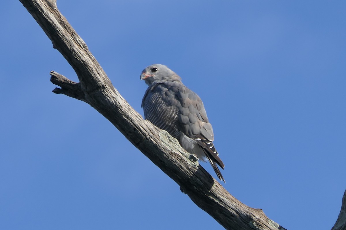 Lizard Buzzard - ML634823381