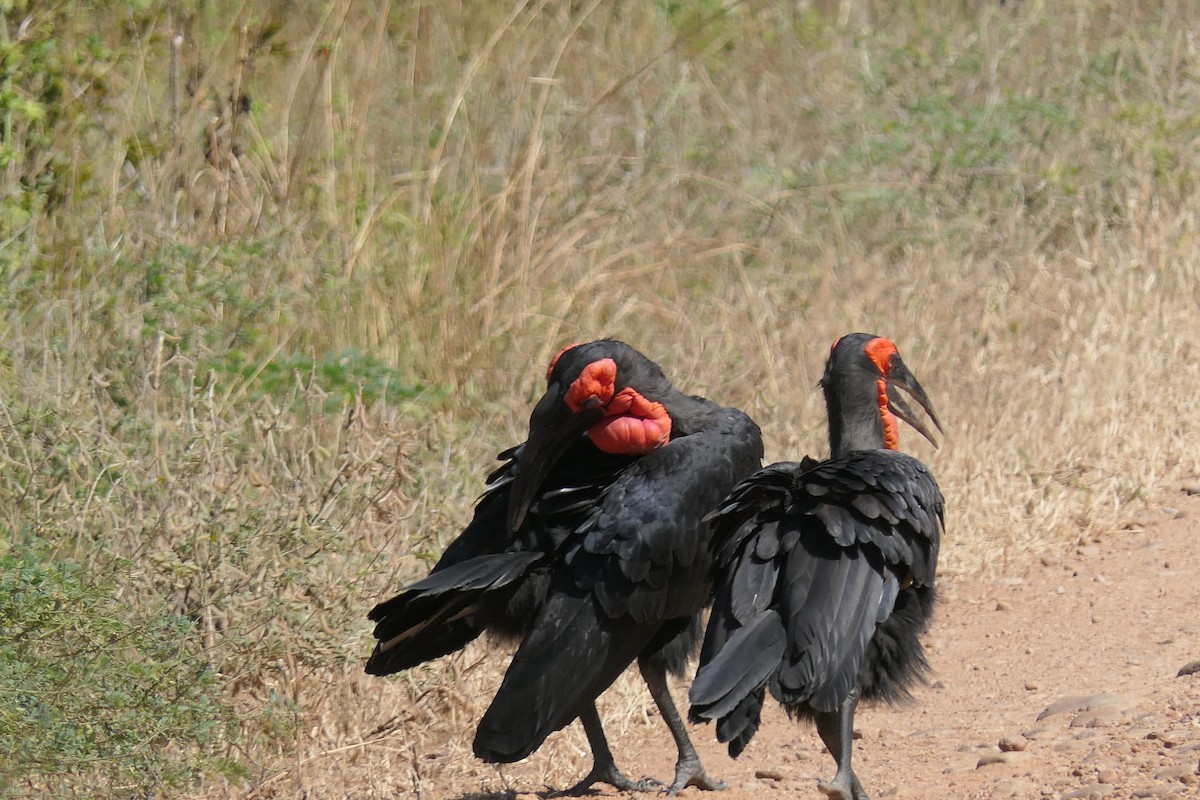 Southern Ground-Hornbill - ML634823474
