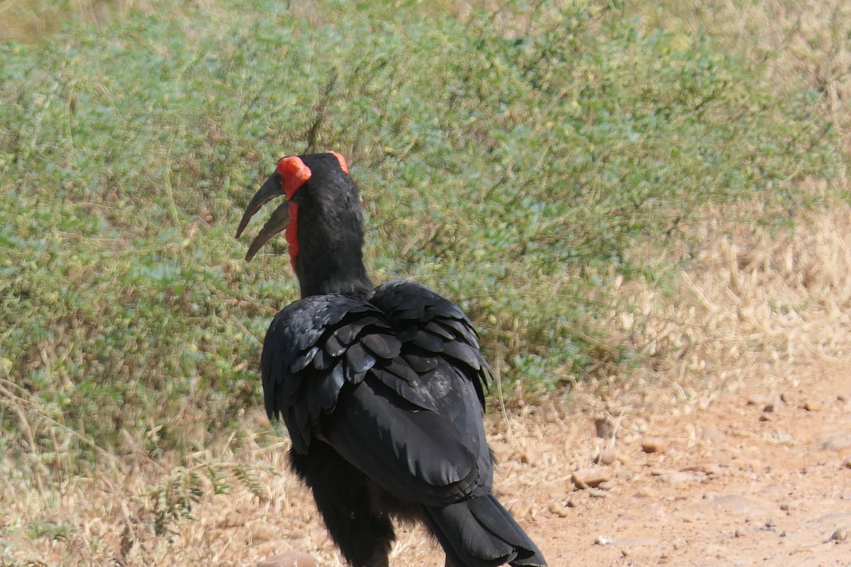 Southern Ground-Hornbill - ML634823475