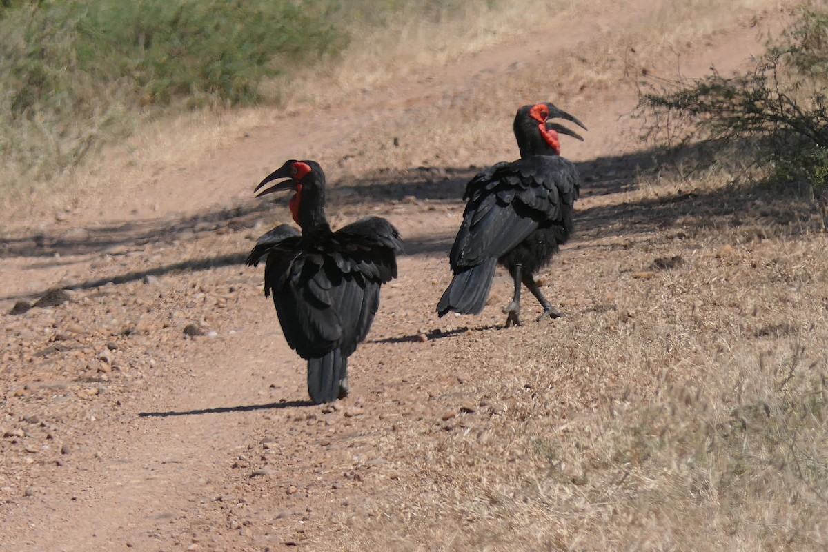 Southern Ground-Hornbill - ML634823476