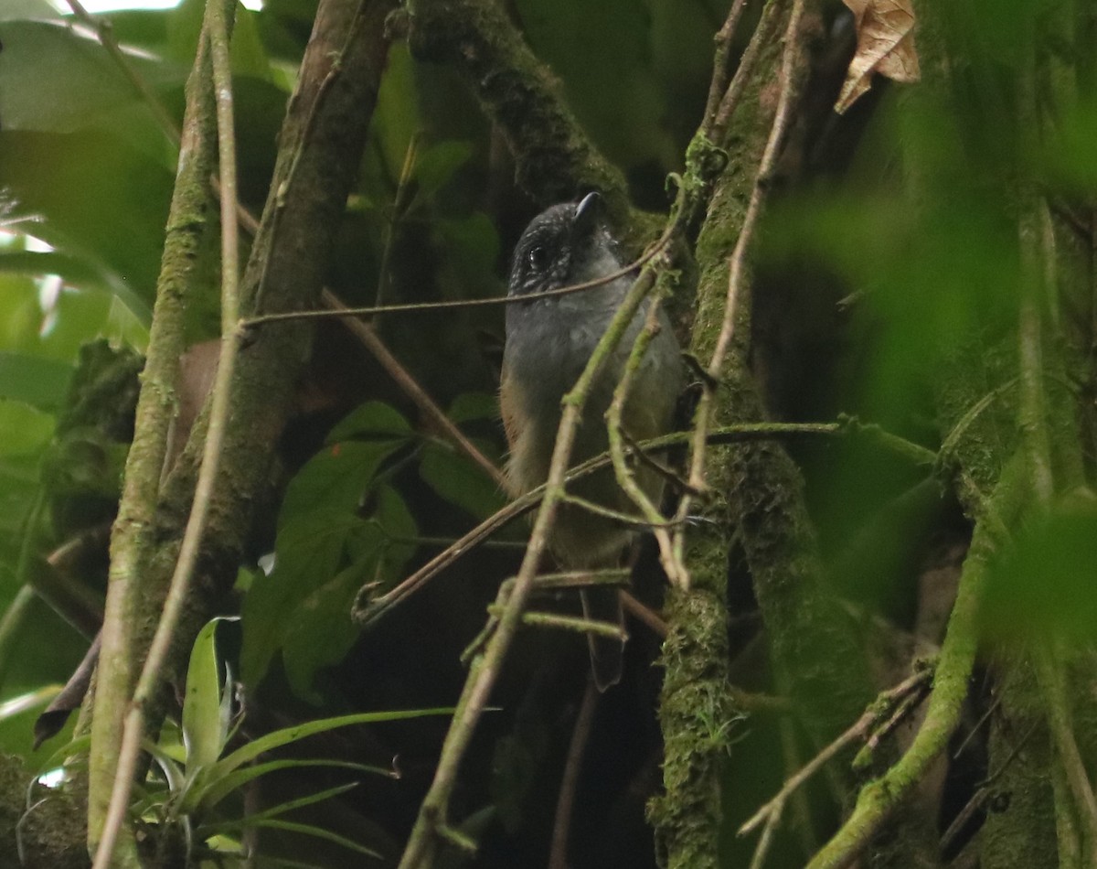 Rufous-backed Antvireo - ML634823628