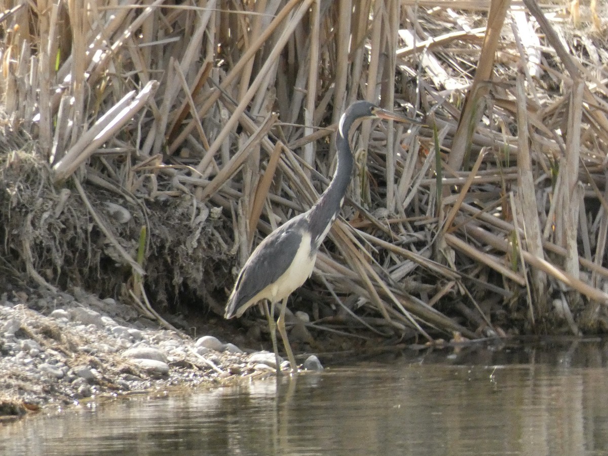 Tricolored Heron - ML634823822