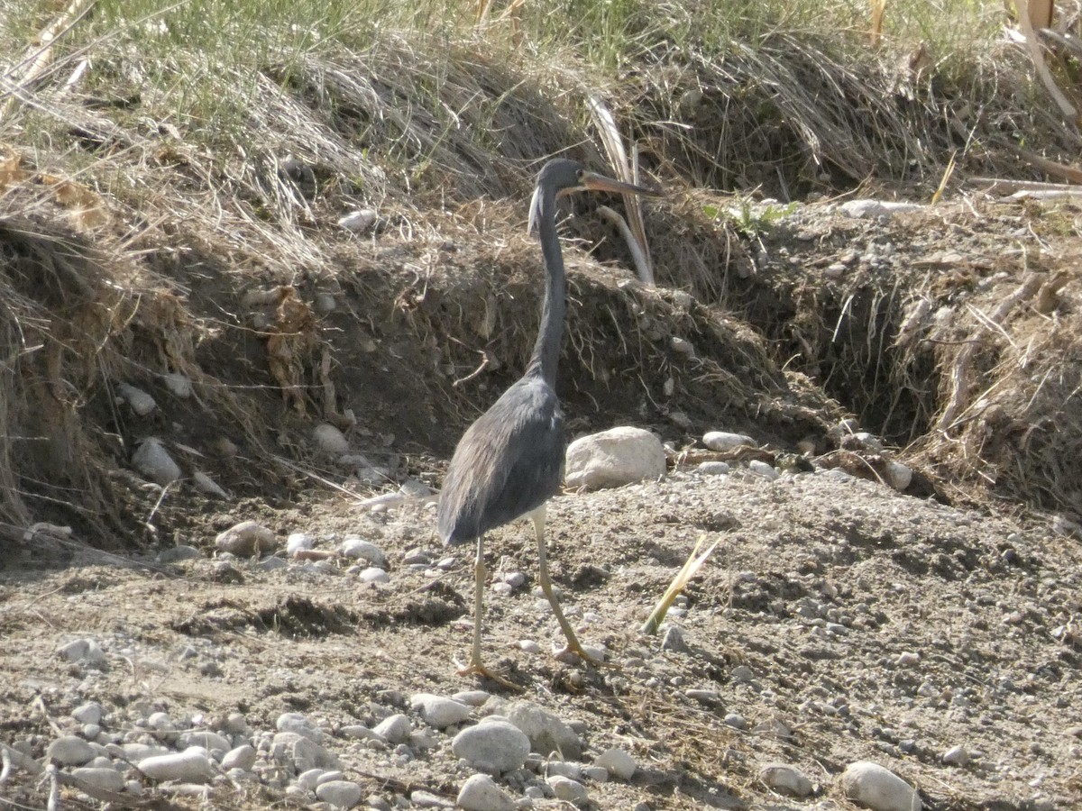 Tricolored Heron - ML634823824